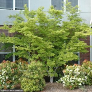 Japanese Maple – Seiryu Laceleaf – #6 Container