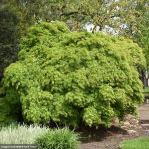 Japanese Maple – Green Laceleaf – #15 Container