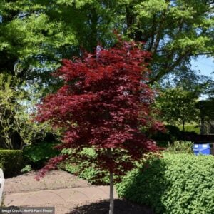 Japanese Maple – Fireglow (Premium) – #15 Container
