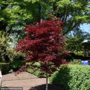 Japanese Maple – Fireglow (Premium) – #20 Container