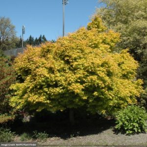 Japanese Maple – Katsura – #6 Container
