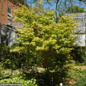 Japanese Maple – Coral Bark – #6 Container