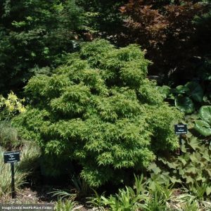 Japanese Maple – Sharp’s Pygmy – #3 Container