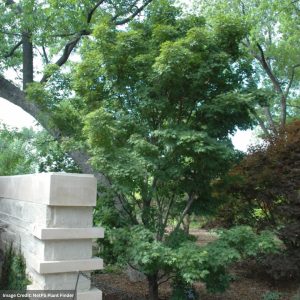 Japanese Maple – Tobiosho (Premium) – #15 Container