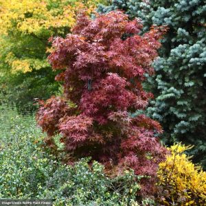 Japanese Maple – Twombly’s Red Sentinal – #15 Container