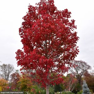 Red Maple – October Glory – 2.5-3″ Caliper – B&B