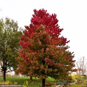 Red Maple – Red Sunset – 2-2.5″ Caliper – B&B