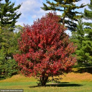 Red Maple – Redpointe – #15 Container