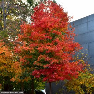 Sugar Maple – Fall Fiesta (Premium) – 2″ Caliper – B&B