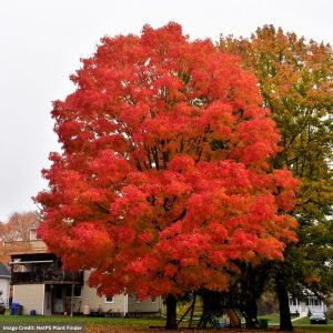 Sugar Maple – Green Mountain – 2-2.5″ Caliper – B&B