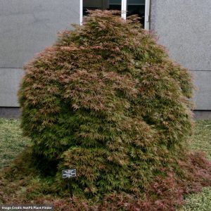 Japanese Maple – Orangeola – 30-36″ – B&B
