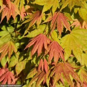Japanese Maple – Full Moon Moonrise – #7 Container