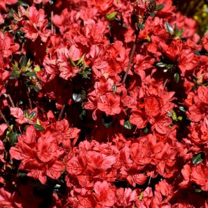 Azalea – Stewartstonian – #3 Container