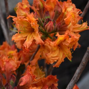 Azalea – Gibraltar – #2 Container