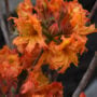 Azalea – Gibraltar – #2 Container