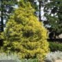 Falsecypress – Filifera Aurea – #1 Container