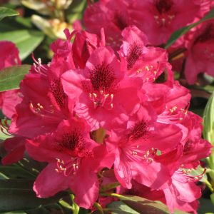 Rhododendron – Nova Zembla – #3 Container
