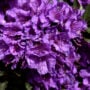 Rhododendron – Purple Gem – #2 Container