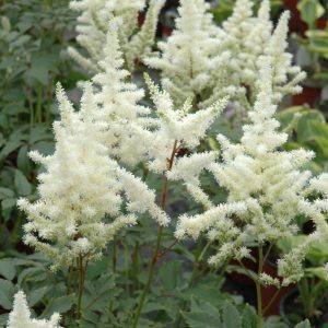 False Spirea (Astilbe) – Bridal Veil – #2 Container