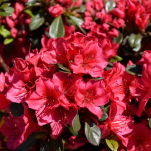 Azalea – Bixby – #2 Container