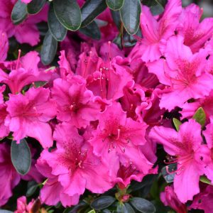 Azalea – Girard’s Fuchsia – #3 Container