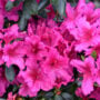Azalea – Girard’s Fuchsia – #3 Container