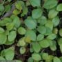 Creeping Wintergreen (Gaultheria procumbens) – #1 Container
