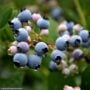 Blueberry – Highbush Bluecrop – #2 Container