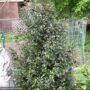 Holly – Blue Maid (F) – #2 Container