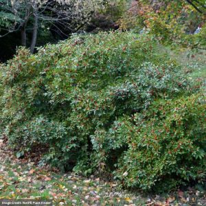 Winterberry – Red Sprite (F) – #2 Container