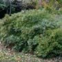 Winterberry – Red Sprite (F) – #2 Container