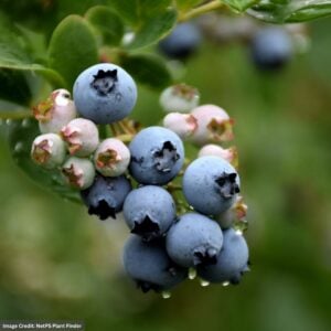 Blueberry – Duke – #2 Container