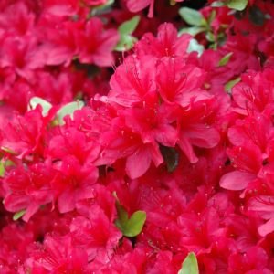Azalea – Hino Crimson – #3 Container