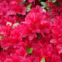 Azalea – Hino Crimson – #3 Container