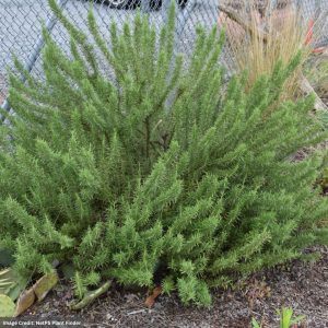 Rosemary – Arp – #1 Container