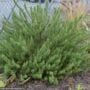 Rosemary – Arp – #1 Container