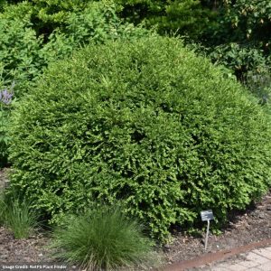 Boxwood – Green Mountain – #3 Container
