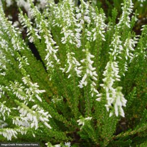 Heather (Calluna vulgaris) – Maires – #1 Container