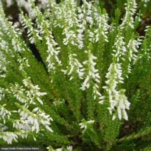 Heather (Calluna vulgaris) – Maires – #1 Container