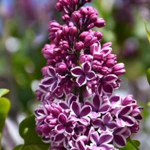 Lilac – French Sensation – #3 Container