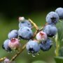 Blueberry – Highbush Blueray – #2 Container