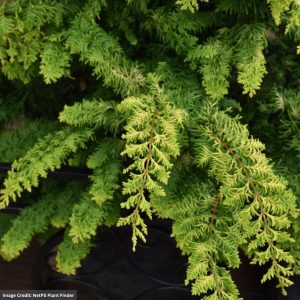 Falsecypress – Fernspray Gold – #2 Container