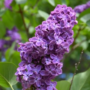 Lilac – Pocahontas – #3 Container