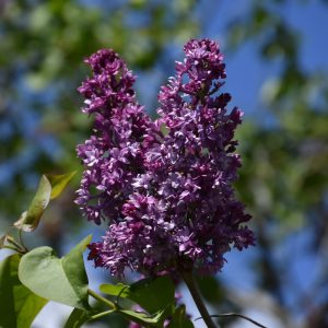 Lilac – Royal Purple – #3 Container