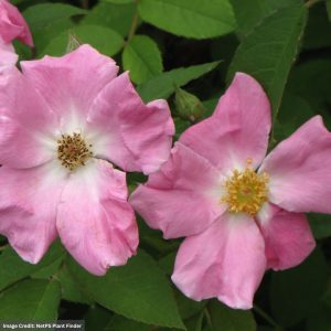 Rose – Rugosa – #2 Container