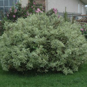 Dogwood – Ivory Halo – #3 Container