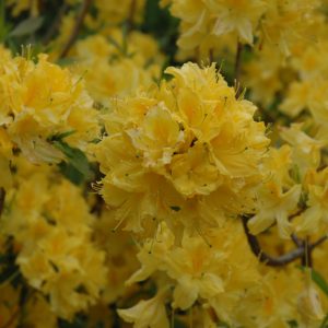 Azalea – Lemon Lights – #2 Container