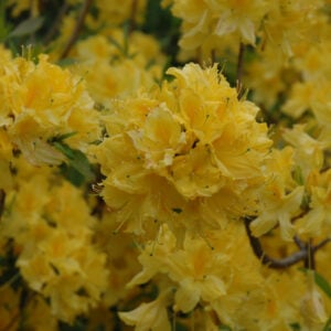Azalea – Lemon Lights – #2 Container