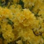 Azalea – Lemon Lights – #2 Container