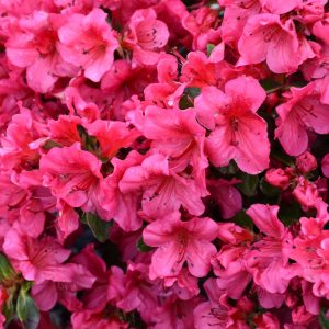 Azalea – Girard’s Crimson – #3 Container